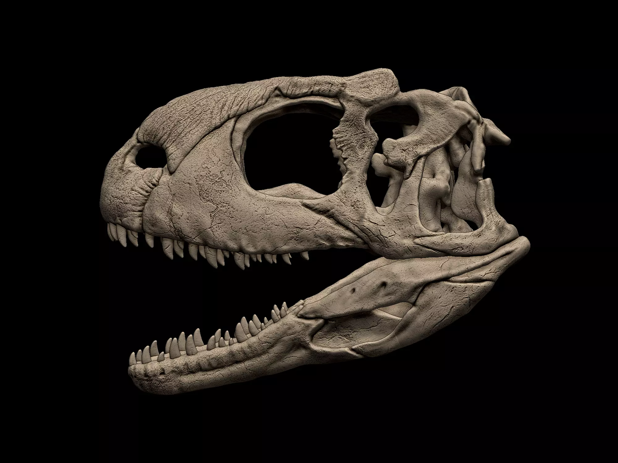 Rajasaurus Skull 3D print model