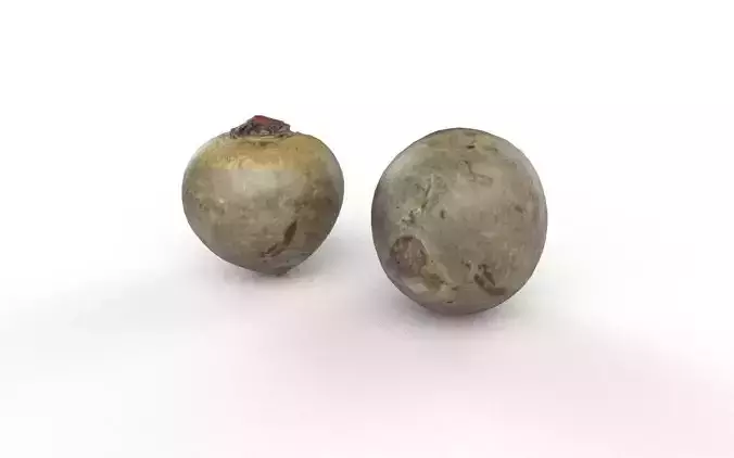 Beet  M05 Low-poly 3D model 4