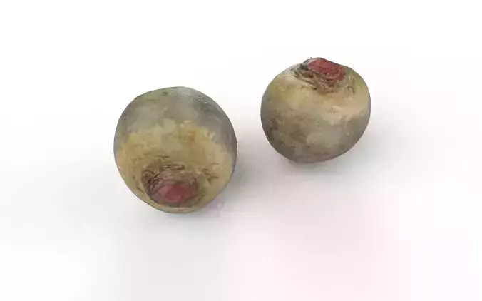 Beet  M05 Low-poly 3D model 5