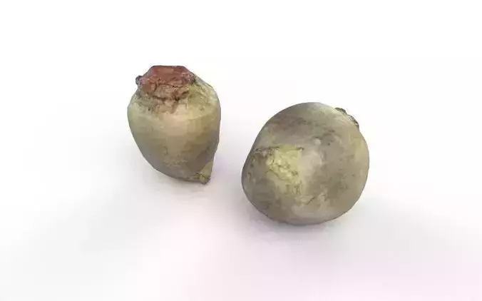 Beet  M07 Low-poly 3D model 4