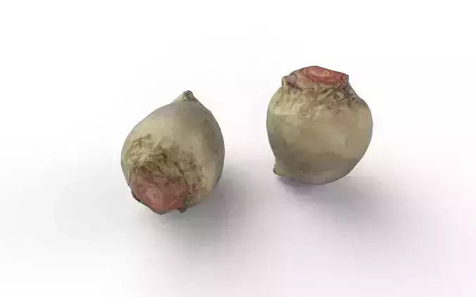 Beet  M07 Low-poly 3D model 5