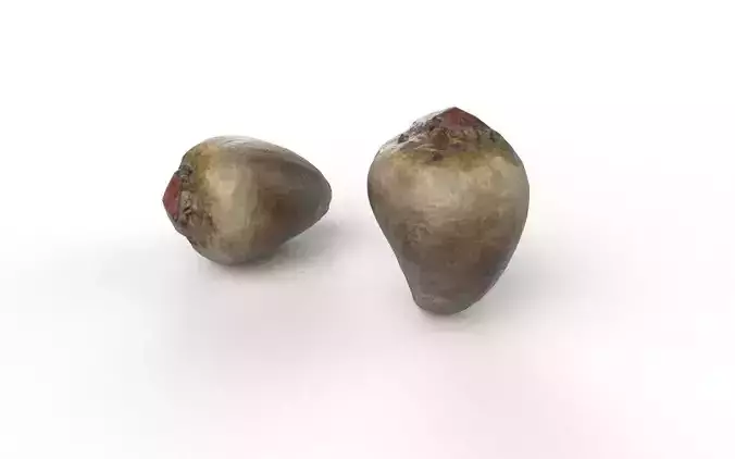 Beet  M08 Low-poly 3D model 6