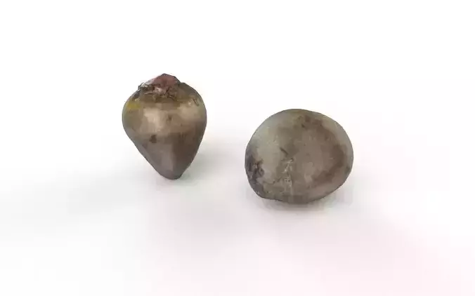 Beet  M08 Low-poly 3D model 4