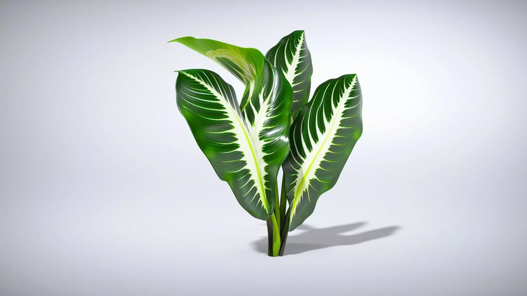 Exotic Alocasia Amazonica Plant Low-poly 3D model