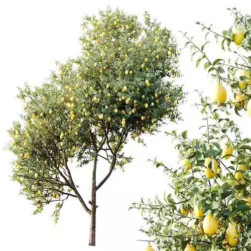AV Plants Citrus Meyer Lemon Orange Version02 3D model 4