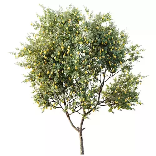 AV Plants Citrus Meyer Lemon Orange Version02 3D model 3
