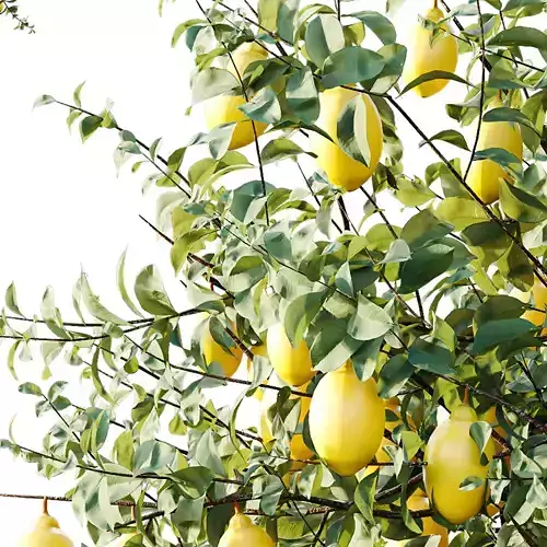 AV Plants Citrus Meyer Lemon Orange Version02 3D model 2