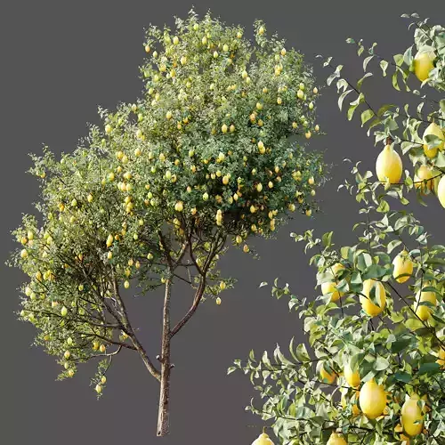 AV Plants Citrus Meyer Lemon Orange Version02 3D model 5