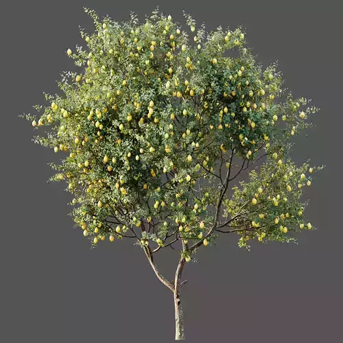 AV Plants Citrus Meyer Lemon Orange Version02 3D model 6