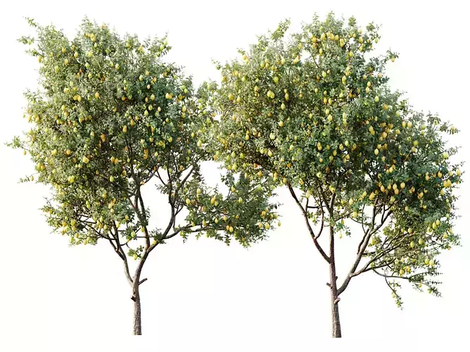 AV Plants Citrus Meyer Lemon Orange Version02 3D model