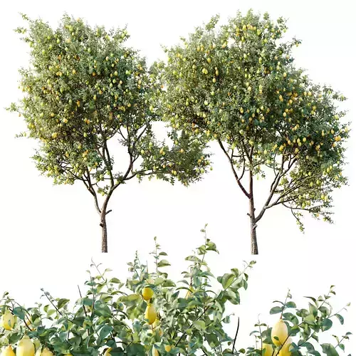AV Plants Citrus Meyer Lemon Orange Version02 3D model 7