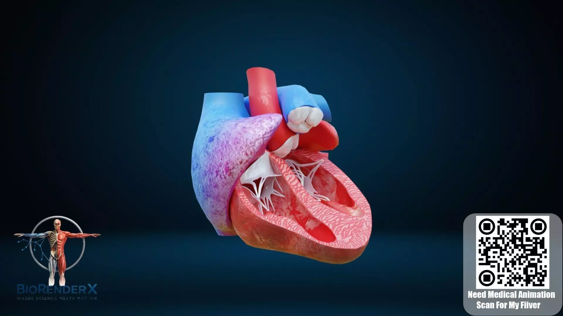 Human Heart 3D Model Detailed Cardiac Anatomy Low-poly 3D model