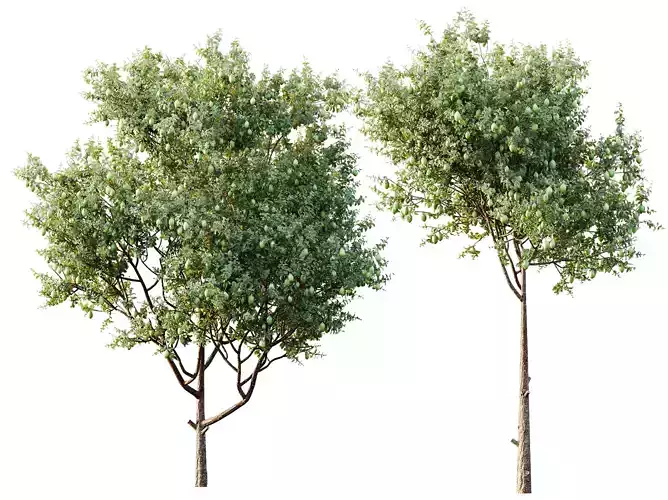 AV Plants Citrus Meyer Lemon Version02 3D model