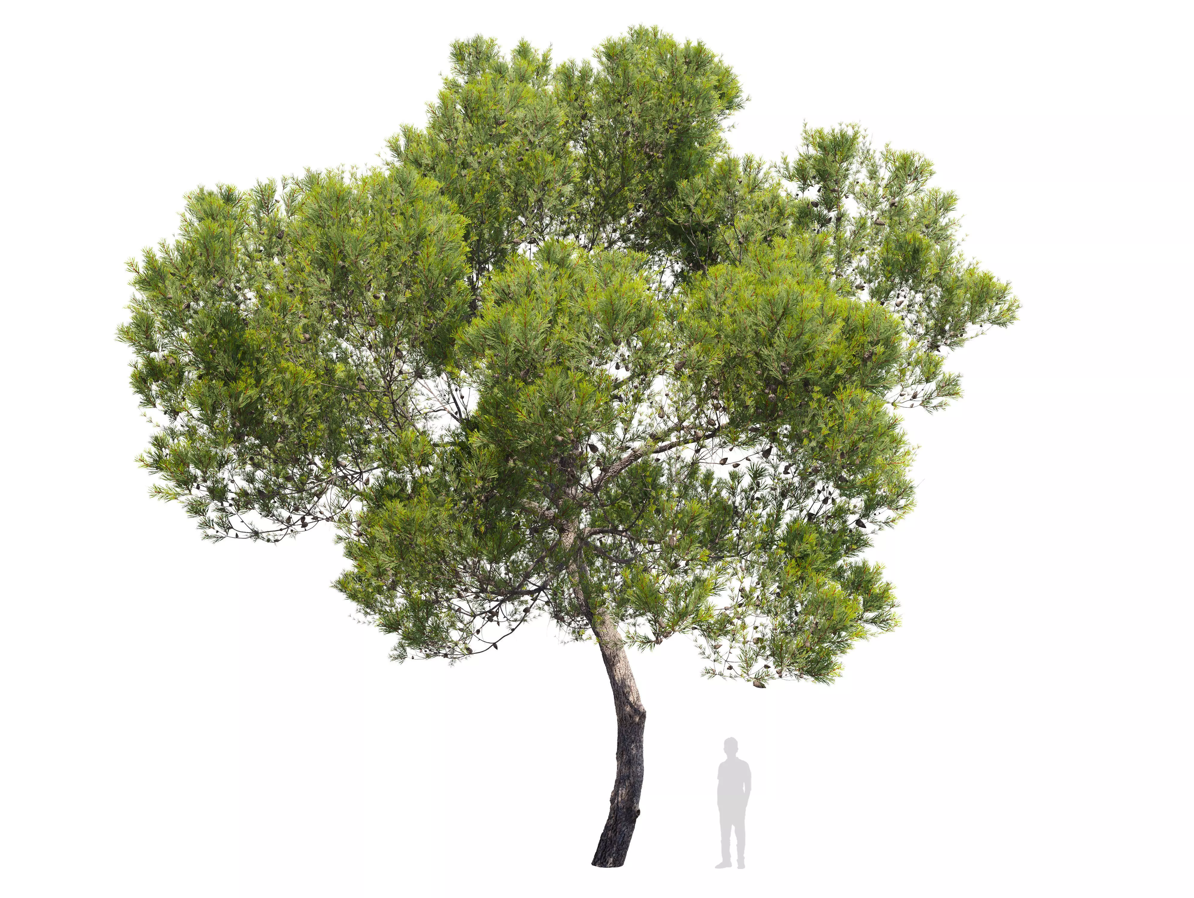 Aleppo pine 3D model | CGTrader