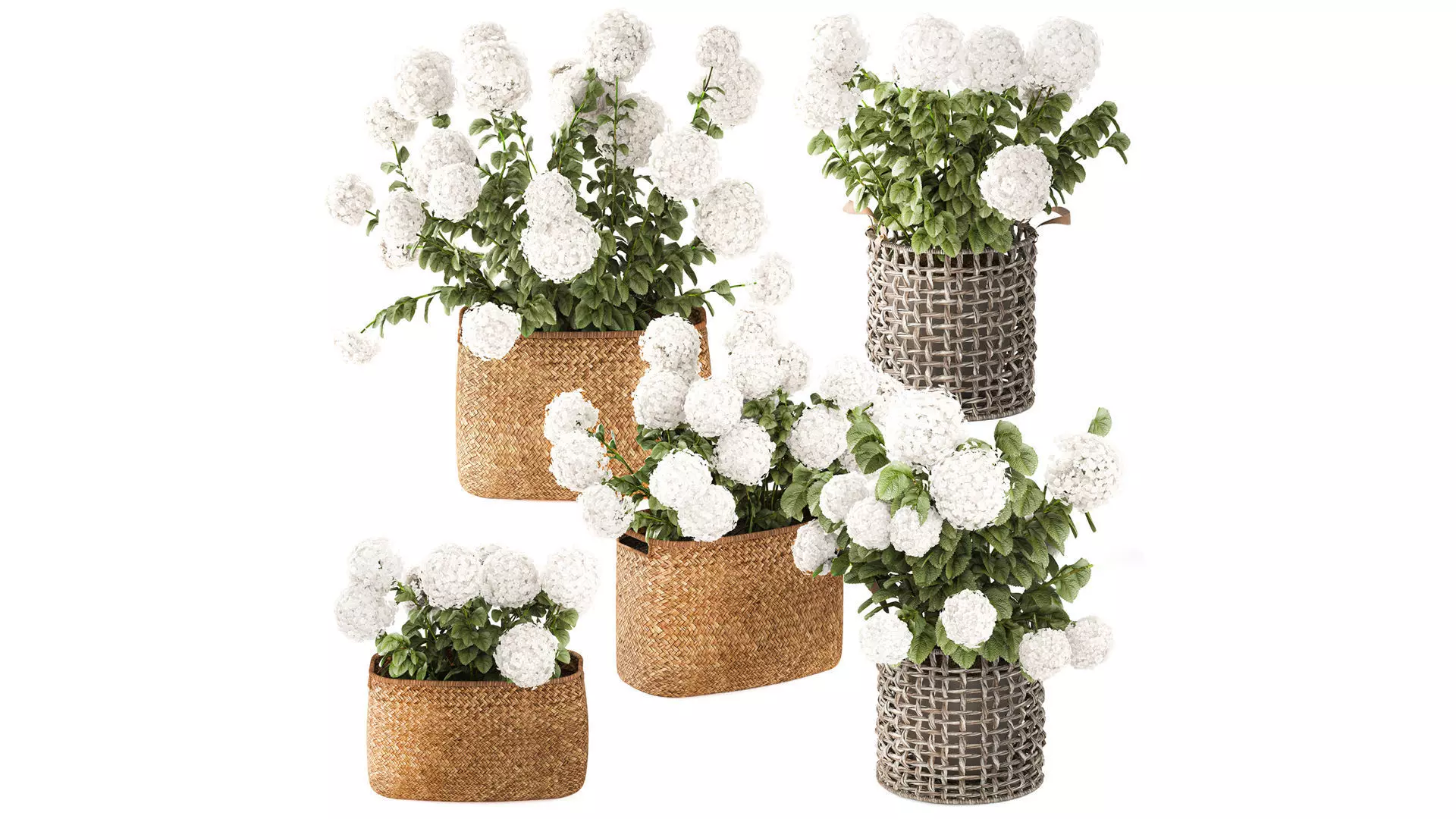 White Hydrangea flower bushes in outdoor baskets 3D model