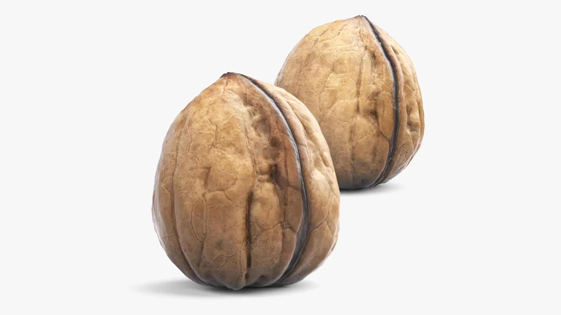 Walnut 3D Model Free low-poly 3D model
