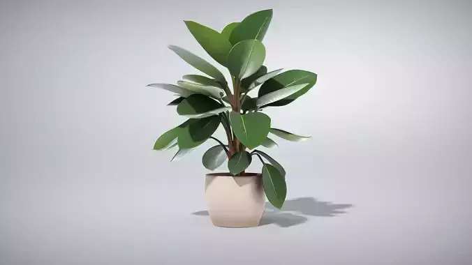 Elegant Ficus Elastica Rubber Plant Low-poly 3D model