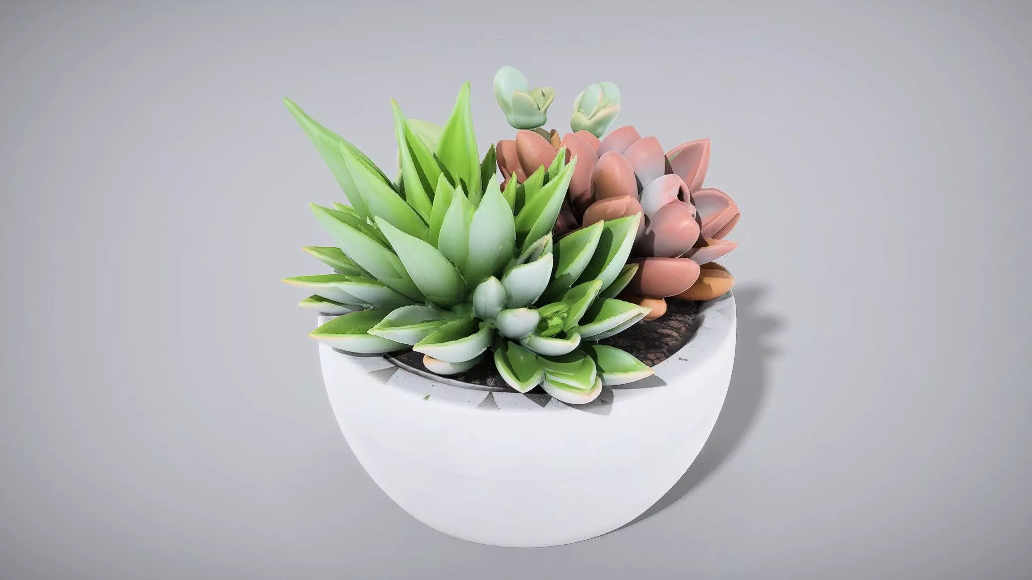 Modern Succulent Arrangement in Concrete Planter Low-poly 3D model