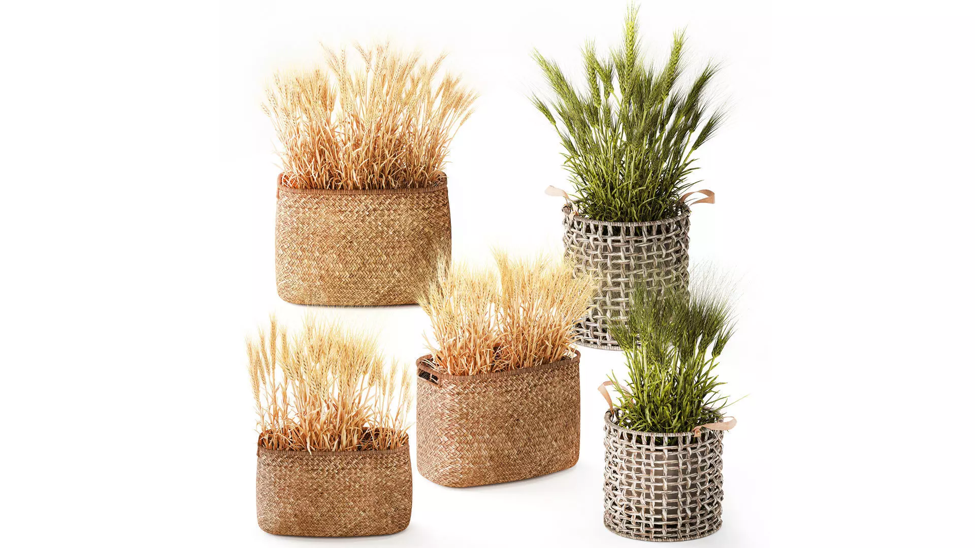 Dried green wheat bushes in flower baskets set decor 3D model