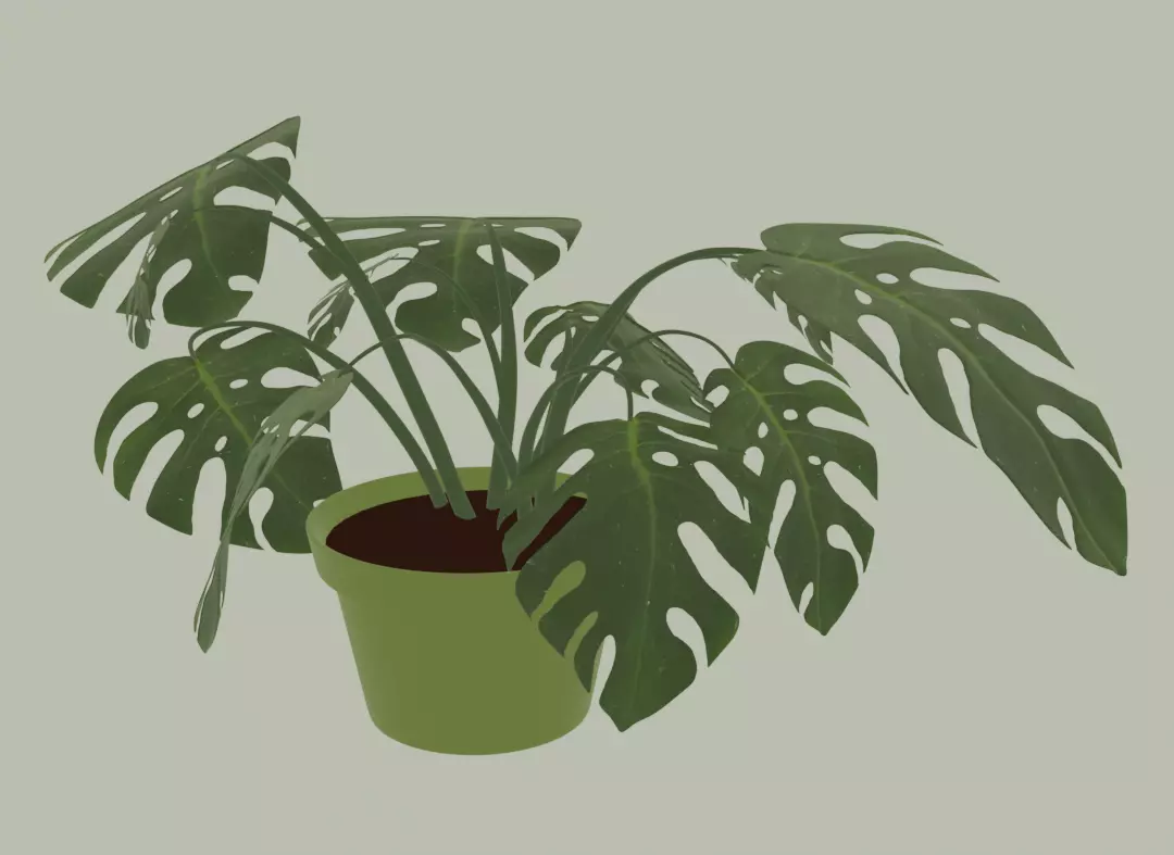 3D monstera in a ceramic pot 3D model