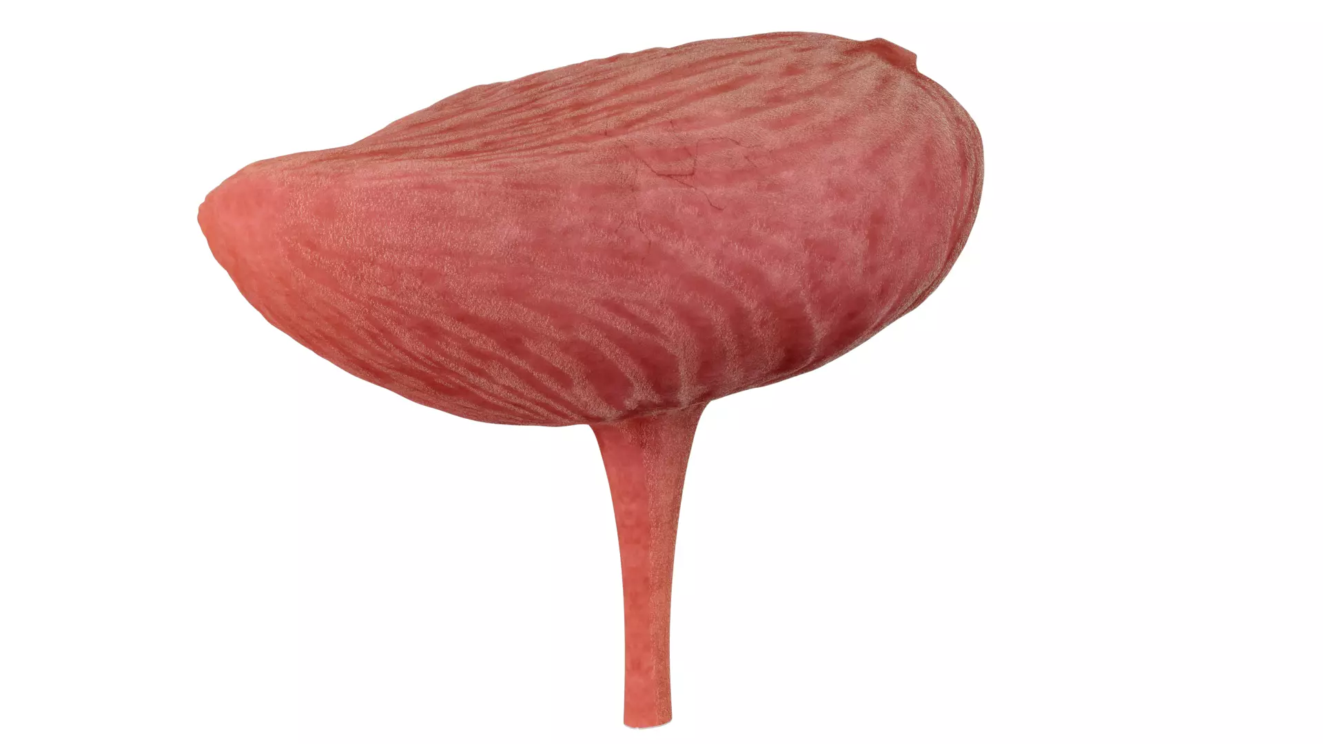 Bladder urinary system urine storage 3D model
