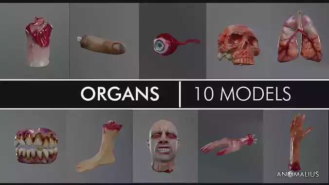 human organs 3D model