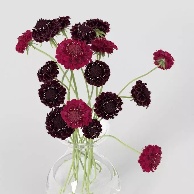 Scabiosa Pincushion Flower Bouquet 3D model