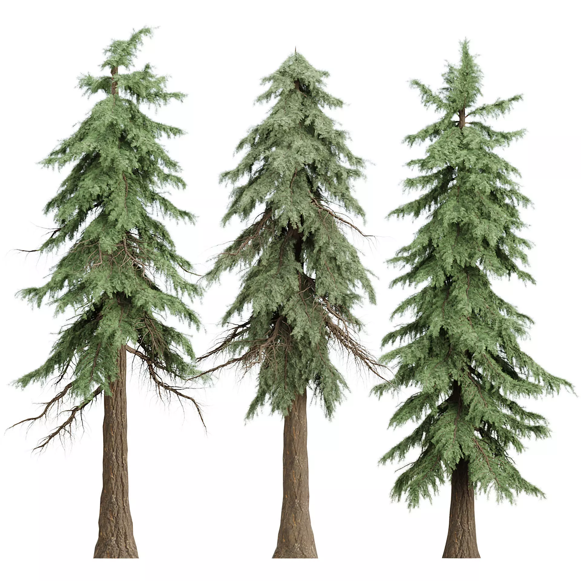 Conifer Weeping Trees Vol 379 3D model
