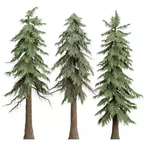Conifer Weeping Trees Vol 379