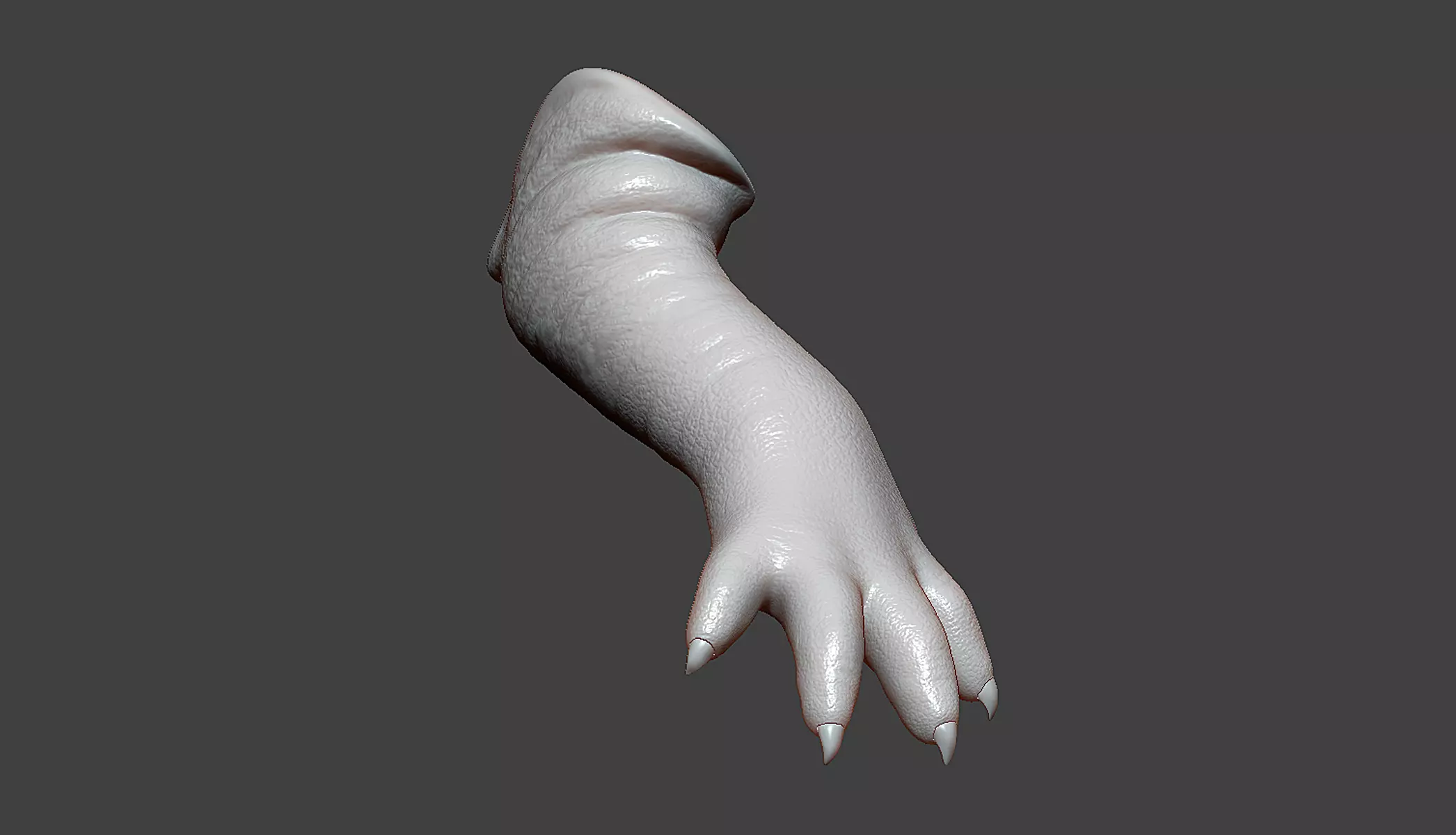 Rat Baby Newborn Front Leg Highpoly Sculpt 3D model