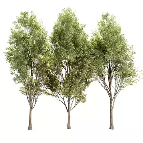 Populus Tree Vol 380