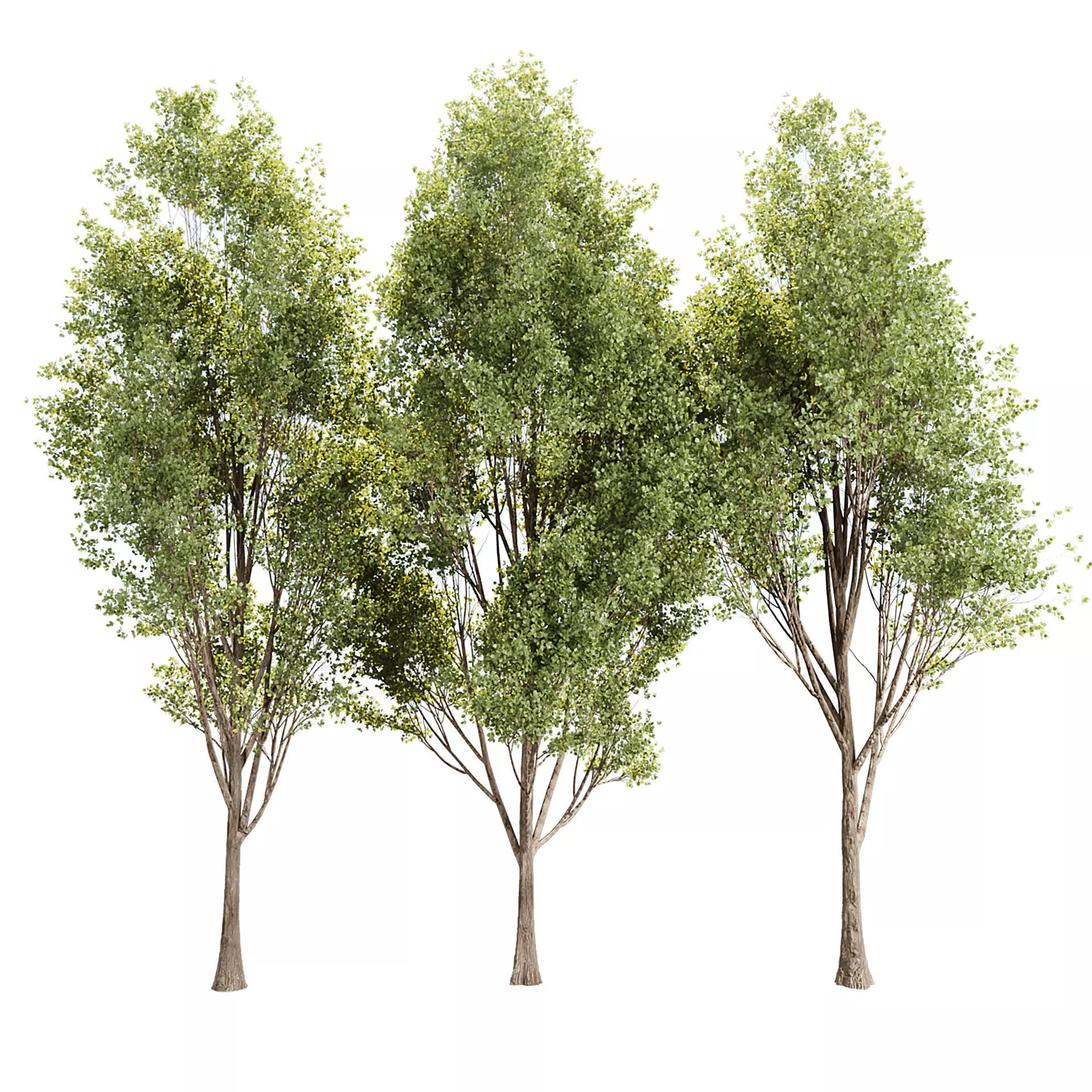 Populus Tree Vol 380 3D model