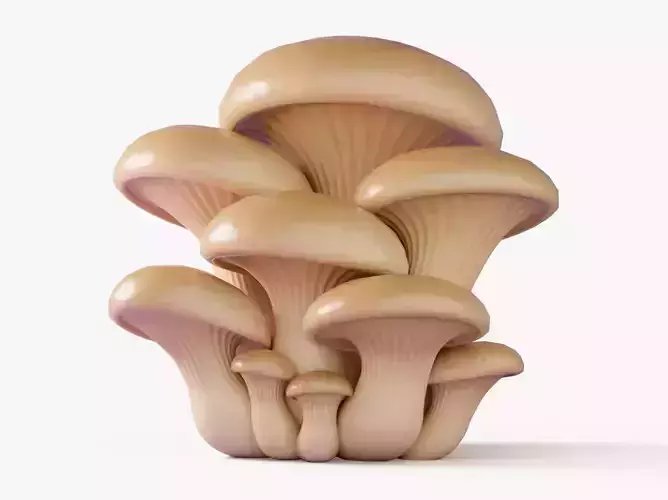 Oyster Mushrooms Cluster