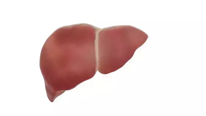 Healthy liver digestive system organs 3D model