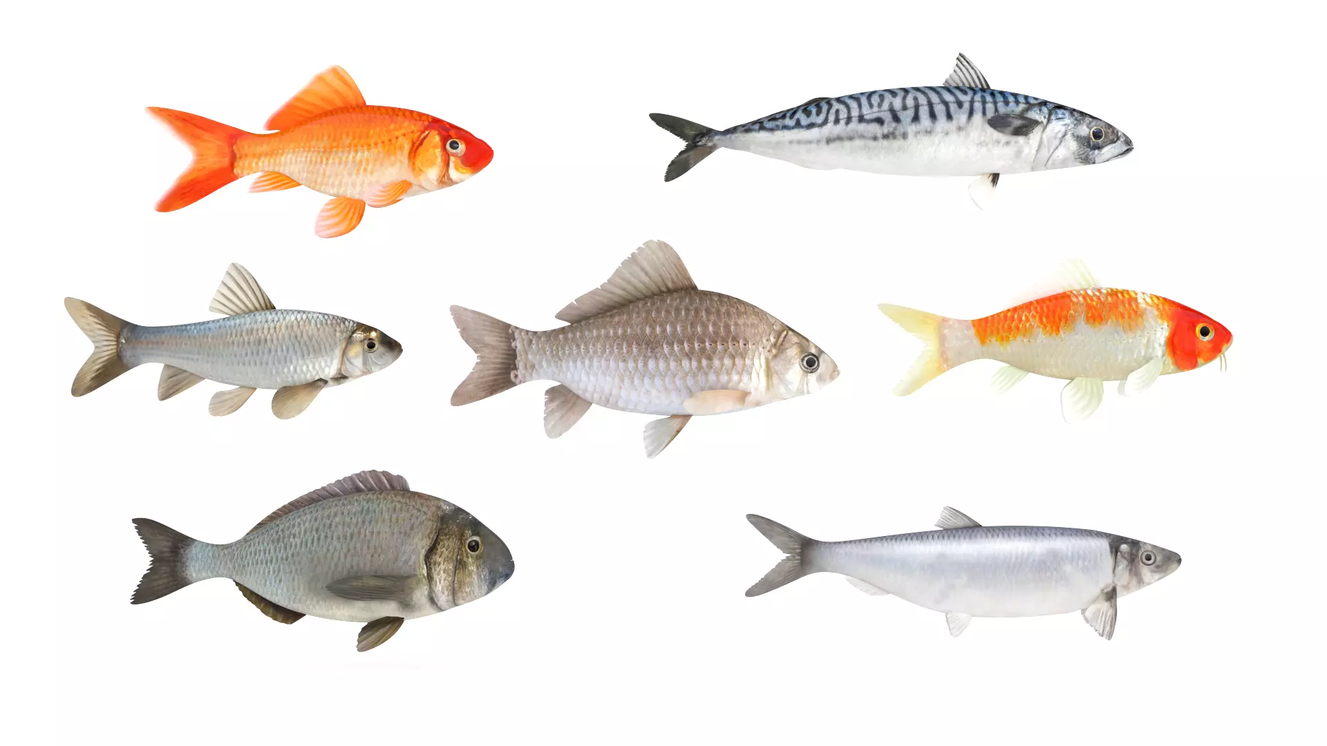 Fish Collection 3D model