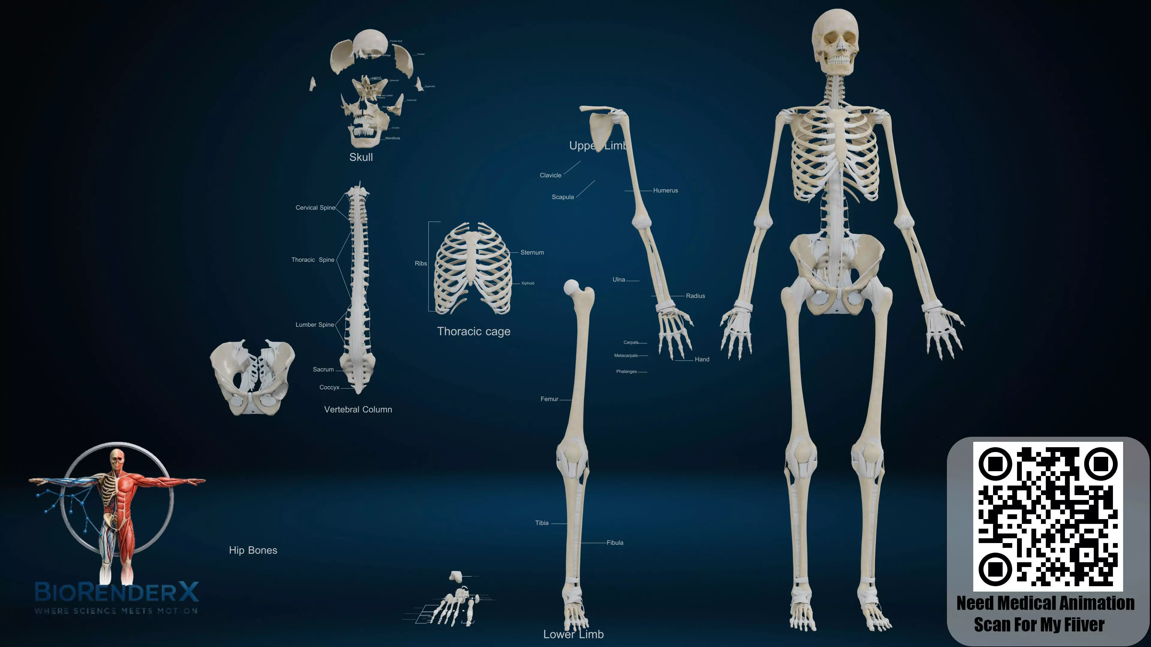 3D Human Skeleton System with Ligaments Complete Low-poly 3D model