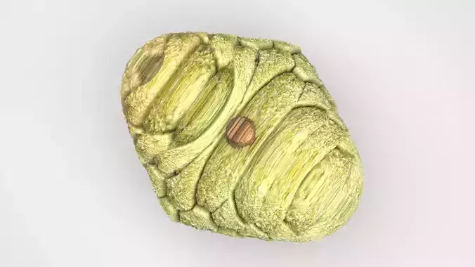 Sugarapple 3D model 2