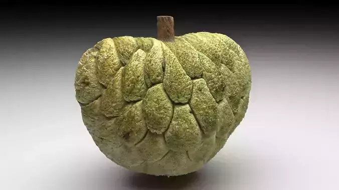 Sugarapple 3D model 5