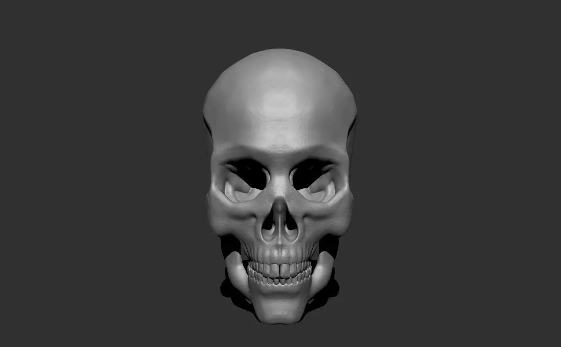 Anatomical skull 3D print model