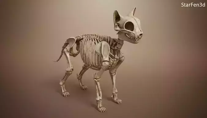 Anatomically Accurate Feline Bone Structure  