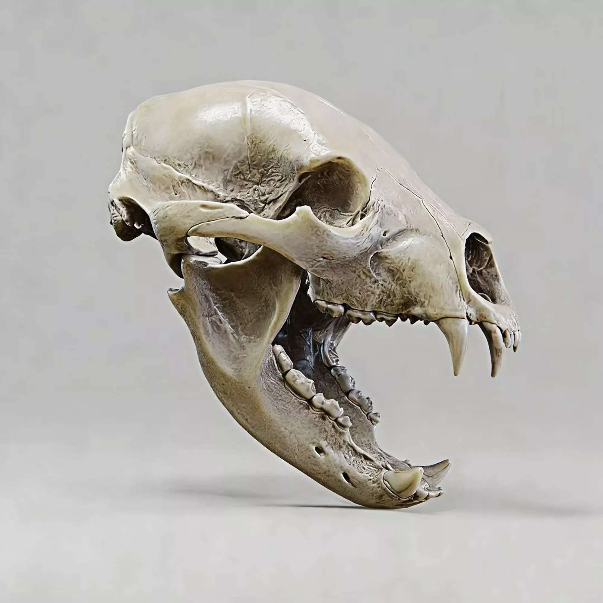 bear skull 3D print model