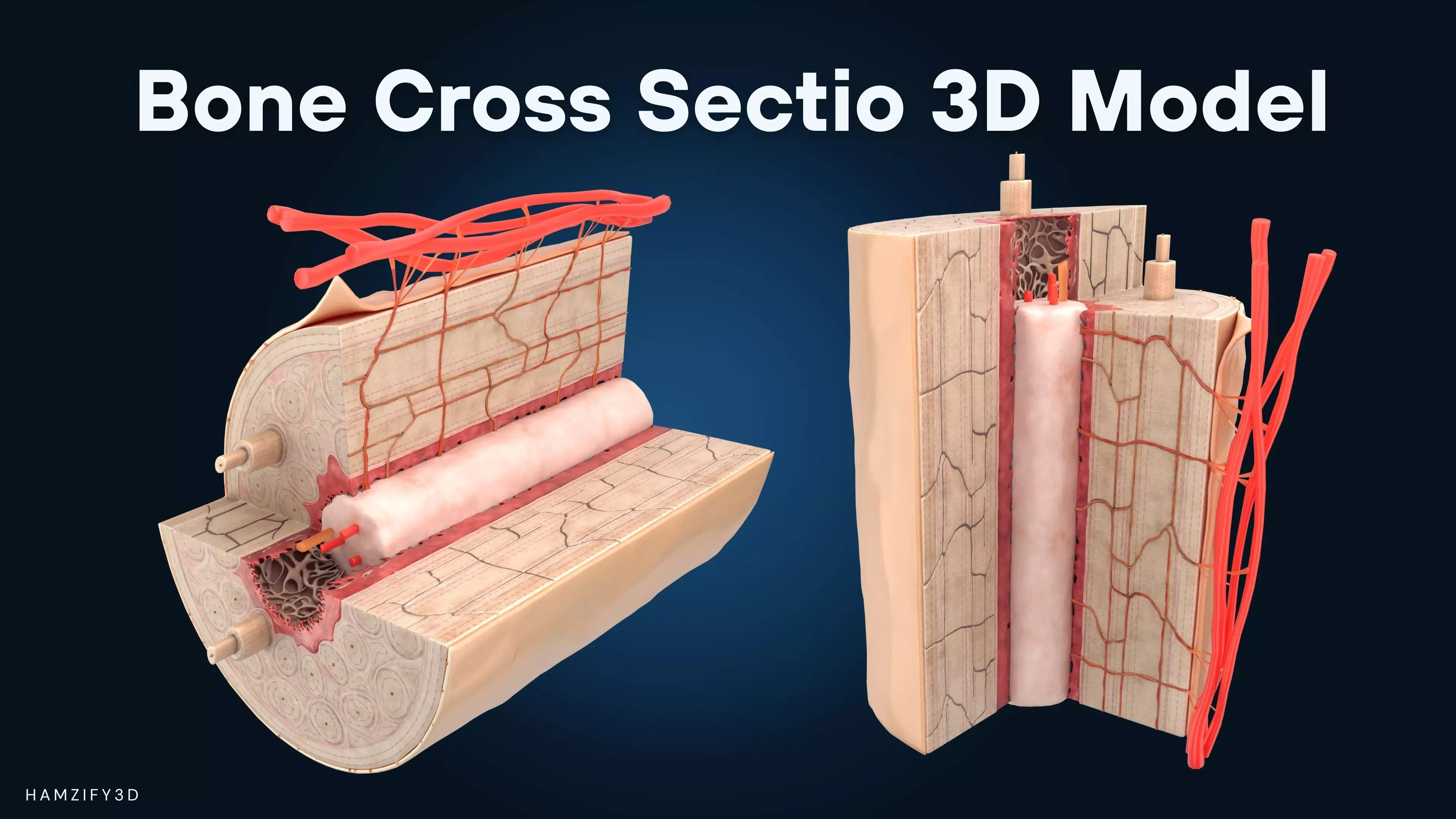 3D Human Bone Structure - Osteon Microscopic Anatomy 3D model
