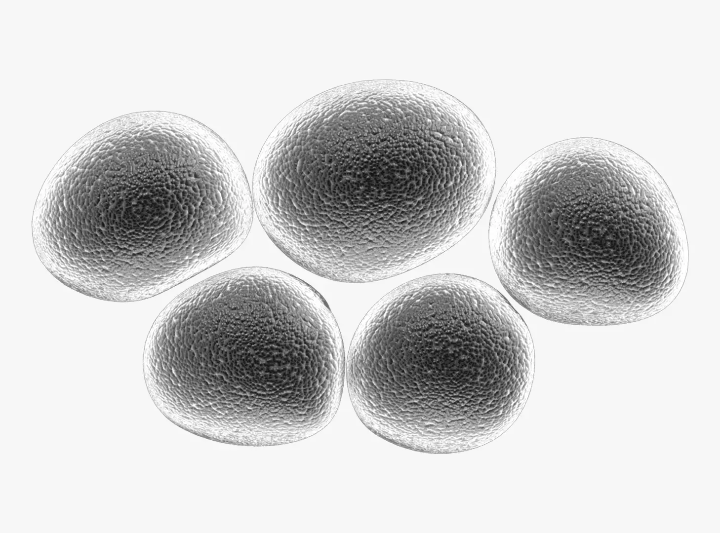 Mrsa Methicillin Resistant Staphylococcus aureus 3D model