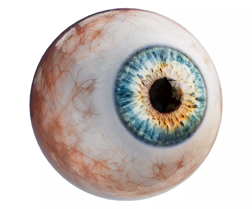 Human Eye high detailed 3D model