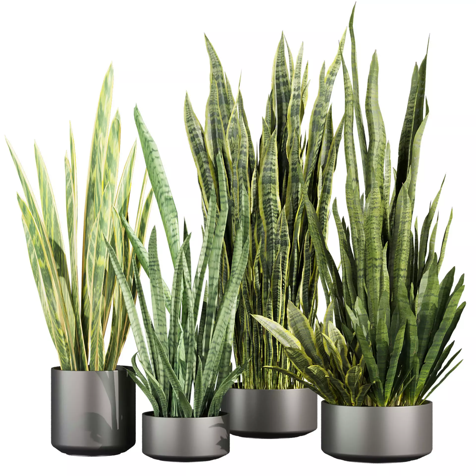 plant vol 863 - indoor - sansveria - leaf 3D model