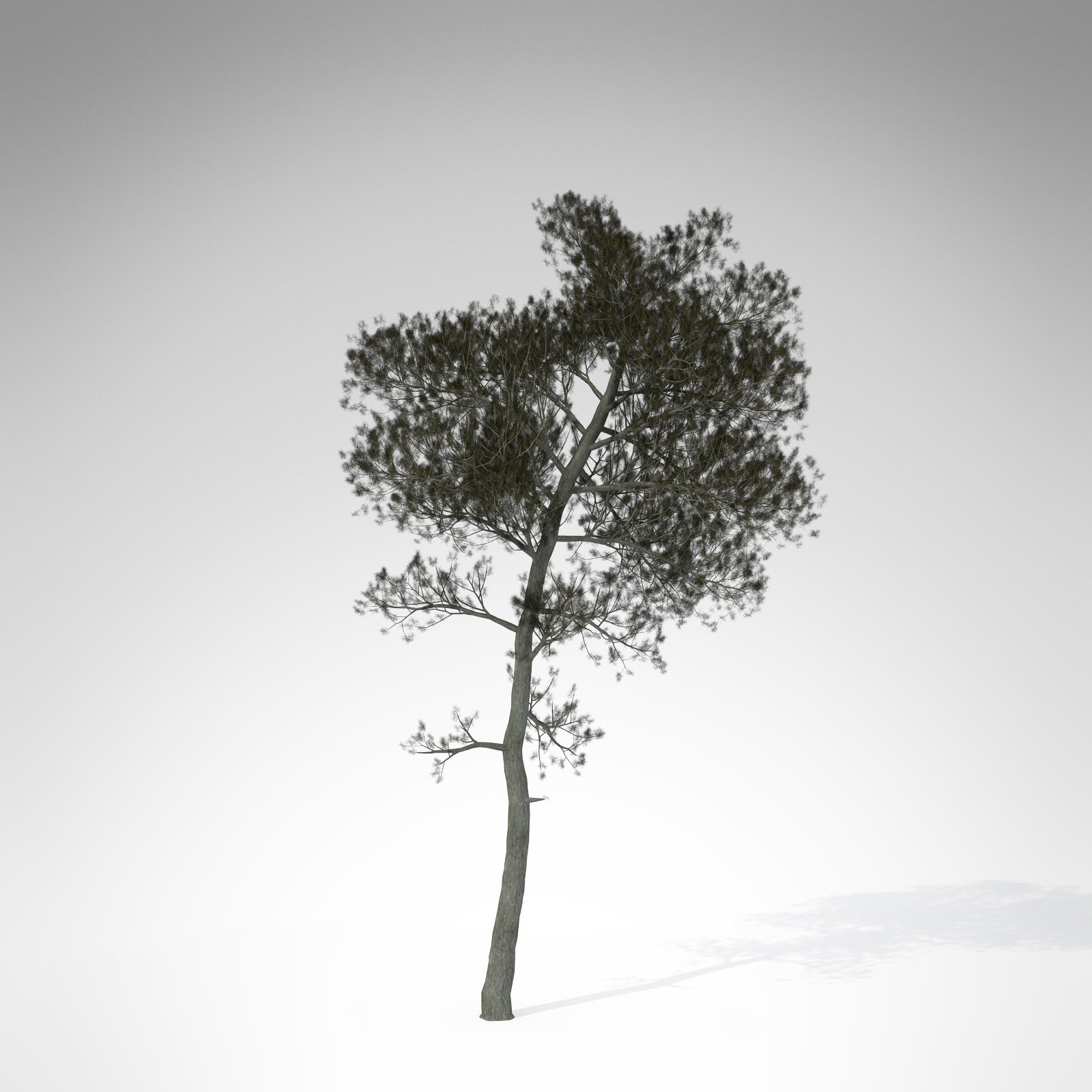 XfrogPlants Aleppo Pine 3D model_1