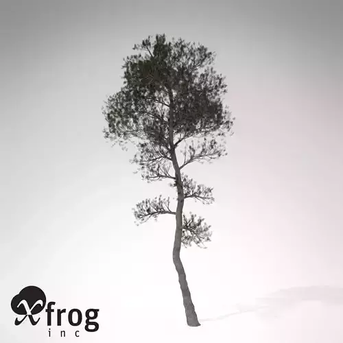 XfrogPlants Aleppo Pine