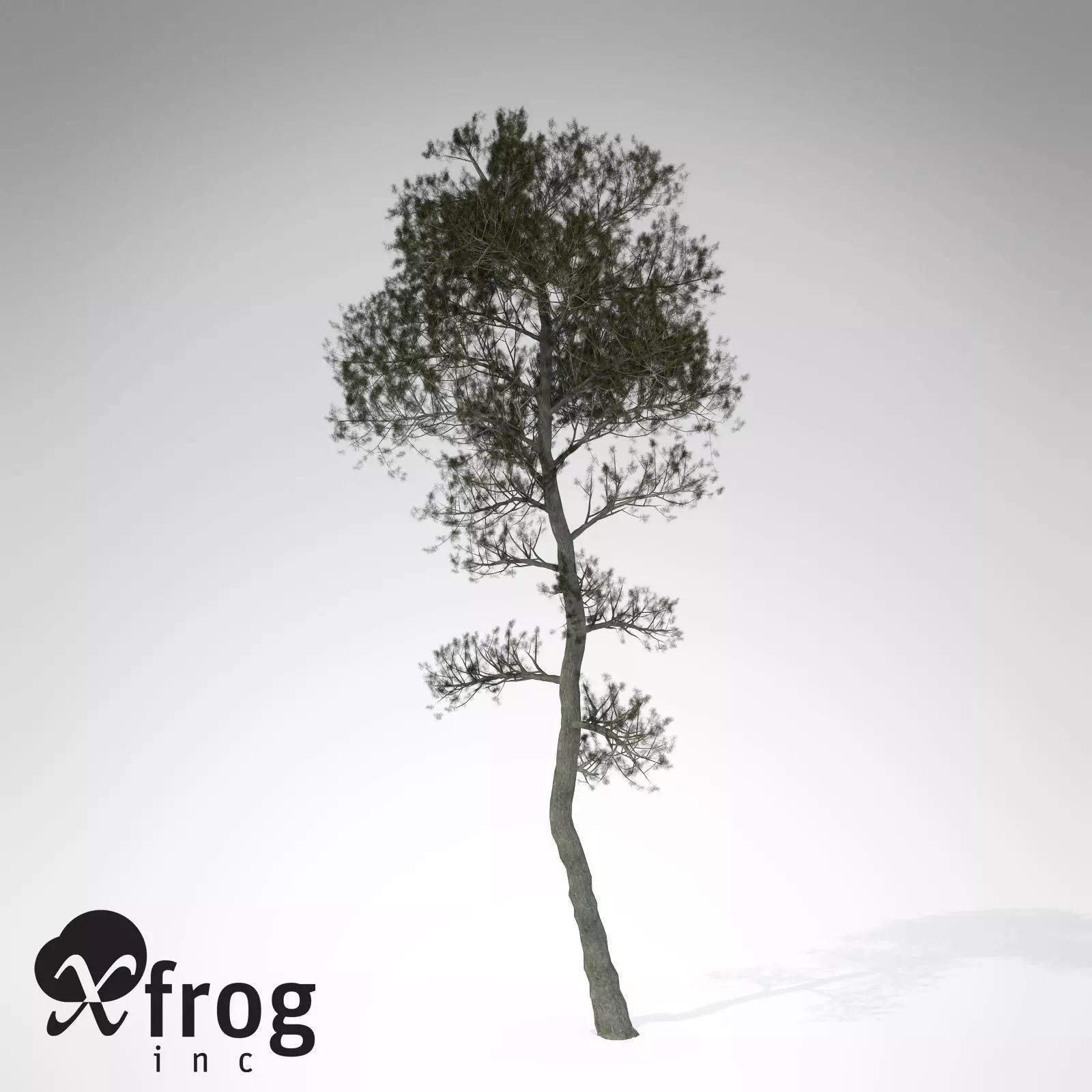 XfrogPlants Aleppo Pine 3D model_0