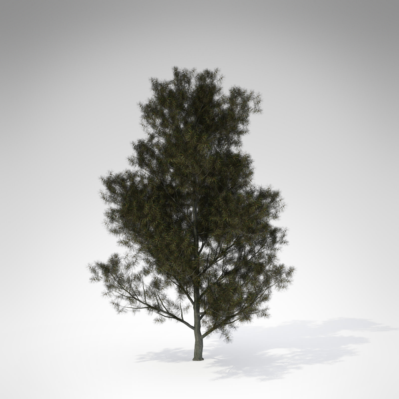 XfrogPlants Aleppo Pine 3D model_2