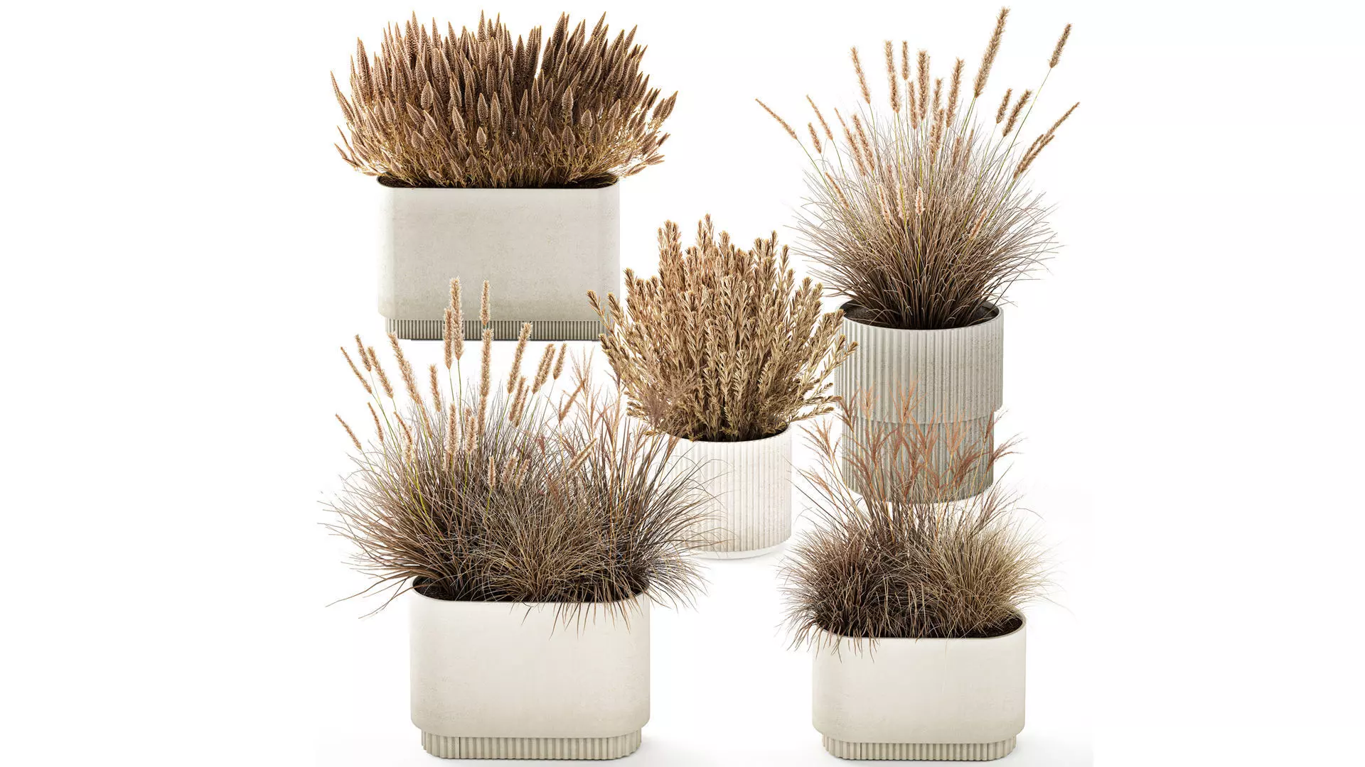 Collection Dried Flowers Pots Pampas Grass Bushes 3D model